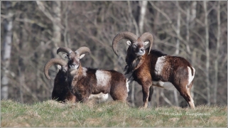 <p>MUFLON (Ovis musimon) Šluknovsko - Harta /Mouflon - Mufflon/ </p>